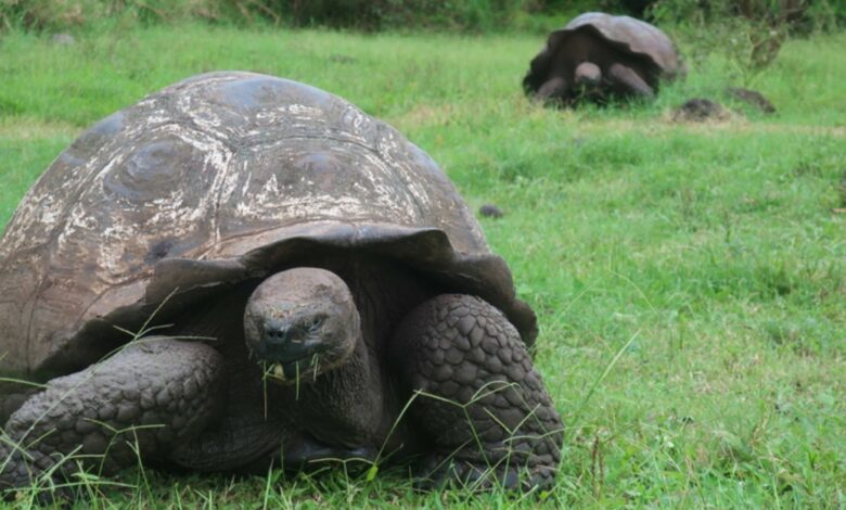 Γεμίζουν-ξανά-τα-Γκαλαπάγκος-με-γιγάντιες-χελώνες,-μετά-από-σχεδόν-200-χρόνια
