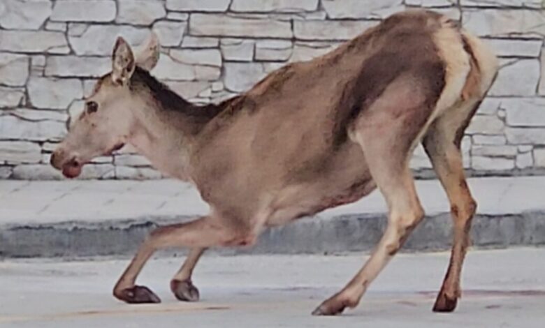 Πάρνηθα:-Ελαφίνα-βρέθηκε-τραυματισμένη-στο-πάρκινγκ-του-τελεφερίκ