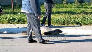 Φθιώτιδα:-Βρήκαν-φώκια-να-κάνει-«βόλτες»-στη-μέση-του-δρόμου-–-Δείτε-φωτογραφίες