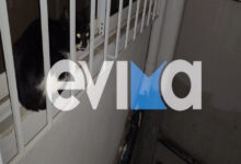 Κάρυστος:-Καρέ-–-καρέ-η-διάσωση-γάτας-που-παγιδεύτηκε-στον-ακάλυπτο-4ου-ορόφου