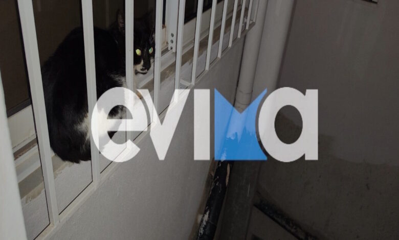 Κάρυστος:-Καρέ-–-καρέ-η-διάσωση-γάτας-που-παγιδεύτηκε-στον-ακάλυπτο-4ου-ορόφου