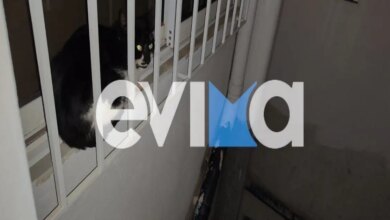 Κάρυστος:-Καρέ-–-καρέ-η-διάσωση-γάτας-που-παγιδεύτηκε-στον-ακάλυπτο-4ου-ορόφου