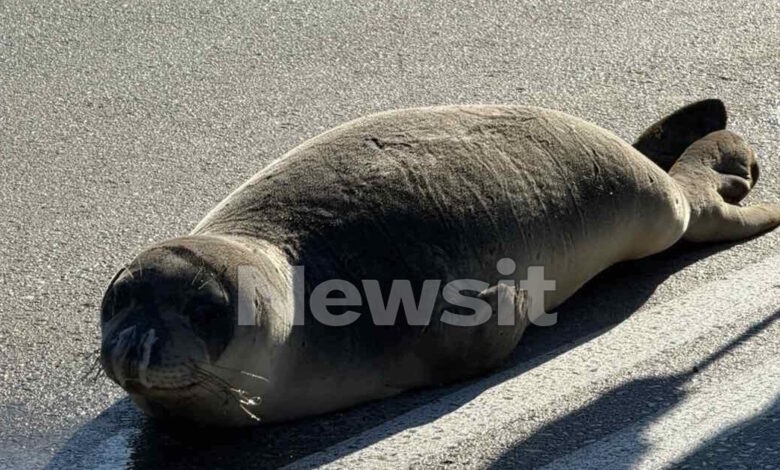 Φθιώτιδα:-Οι-βόλτες-της-φώκιας-στην-Αρκίτσα-και-η-επιστροφή-της-στην-θάλασσα