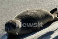 Φθιώτιδα:-Οι-βόλτες-της-φώκιας-στην-Αρκίτσα-και-η-επιστροφή-της-στην-θάλασσα