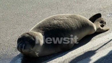 Φθιώτιδα:-Οι-βόλτες-της-φώκιας-στην-Αρκίτσα-και-η-επιστροφή-της-στην-θάλασσα