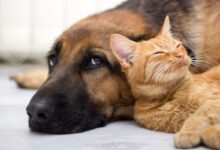 Και-το-2026-δωρεάν-τσιπάρισμα-και-στείρωση-δεσποζόμενων-ζώων