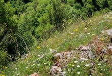 Τρίκαλα:-Η-αξία-και-η-προοπτική-ανάπτυξης-των-ελληνικών-λιβαδιών