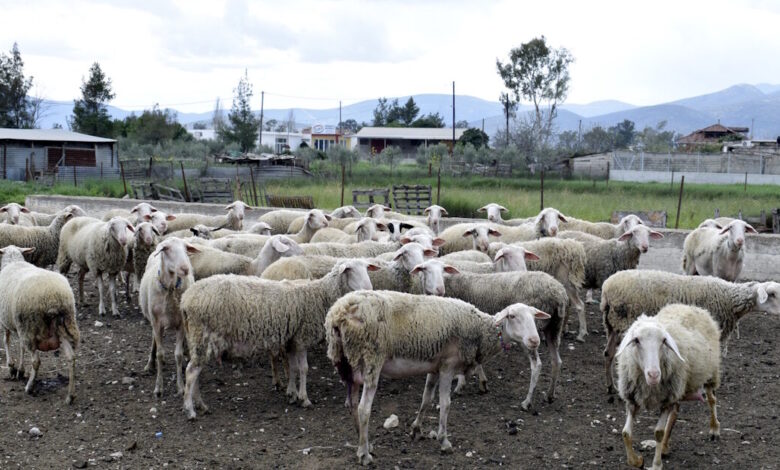 Πρέβεζα:-Σε-καραντίνα-κτηνοτροφική-μονάδα-μετά-από-ύποπτο-κρούσμα-ευλογιάς