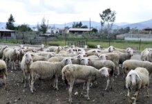 Πρέβεζα:-Σε-καραντίνα-κτηνοτροφική-μονάδα-μετά-από-ύποπτο-κρούσμα-ευλογιάς