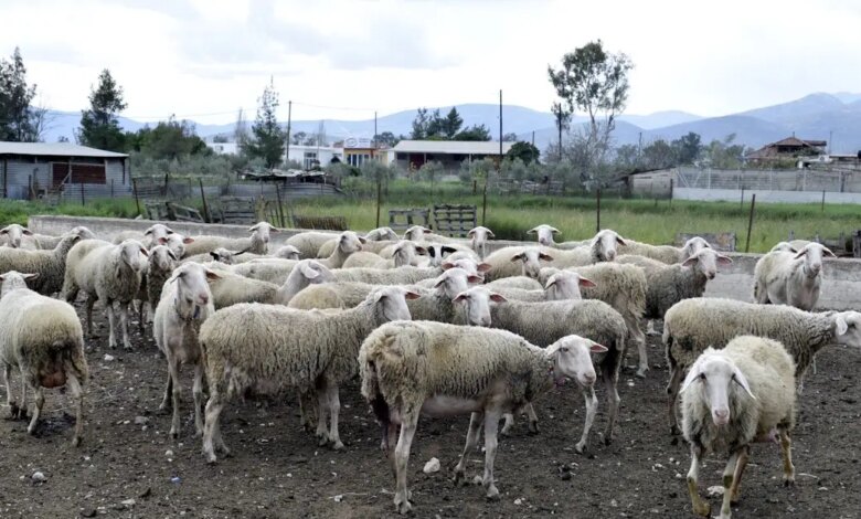 Πρέβεζα:-Σε-καραντίνα-κτηνοτροφική-μονάδα-μετά-από-ύποπτο-κρούσμα-ευλογιάς