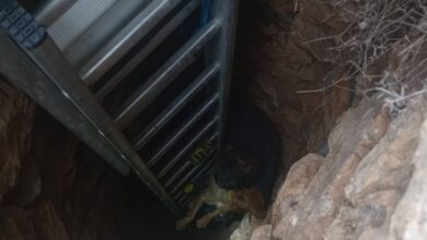 Σύρος:-Σκύλος-σώθηκε-μέσα-από-πηγάδι-15-μέτρων-–-Τον-έψαχναν-για-10-ημέρες