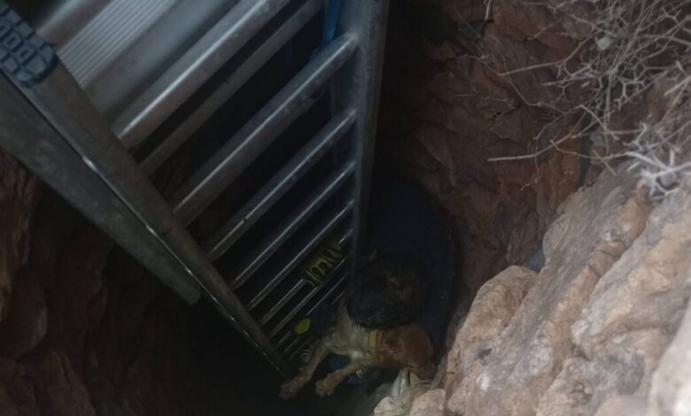 Σύρος:-Σκύλος-σώθηκε-μέσα-από-πηγάδι-15-μέτρων-–-Τον-έψαχναν-για-10-ημέρες