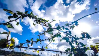 Καιρός-αύριο:-Λιακάδα-με-λίγη-συννεφιά-στο-μεγαλύτερο-μέρος-της-χώρας-–-Πιθανότητα-βροχών-στην-Κρήτη