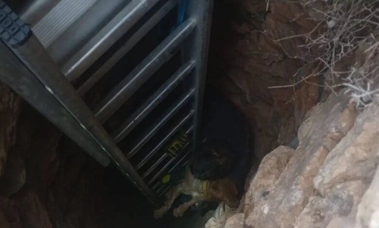 Σύρος:-Σκύλος-σώθηκε-μέσα-από-πηγάδι-15-μέτρων-–-Τον-έψαχναν-για-10-ημέρες