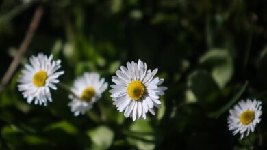 Καιρός-σήμερα:-Στους-20-βαθμούς-θα-σκαρφαλώσει-η-θερμοκρασία