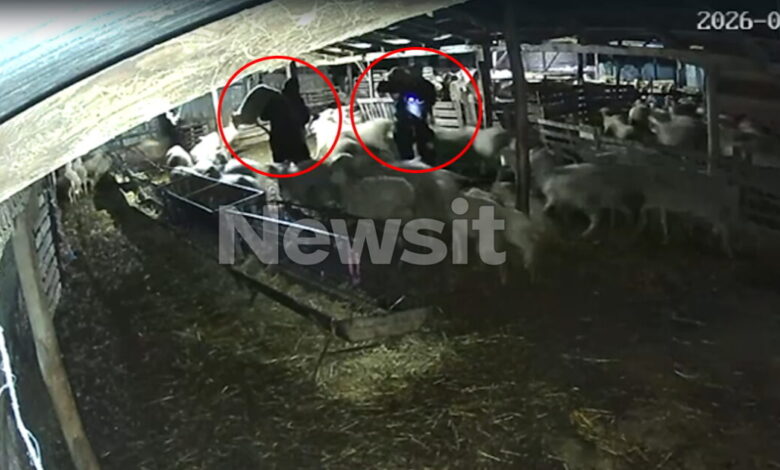 Θεσσαλονίκη:-«Μπούκαραν»-σε-κτηνοτροφική-μονάδα,-άρπαξαν-7-αρνιά-και-εξαφανίστηκαν-–-Βίντεο-ντοκουμέντα