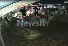 Θεσσαλονίκη:-«Μπούκαραν»-σε-κτηνοτροφική-μονάδα,-άρπαξαν-7-αρνιά-και-εξαφανίστηκαν-–-Βίντεο-ντοκουμέντα