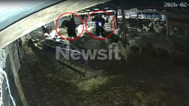 Θεσσαλονίκη:-«Μπούκαραν»-σε-κτηνοτροφική-μονάδα,-άρπαξαν-7-αρνιά-και-εξαφανίστηκαν-–-Βίντεο-ντοκουμέντα
