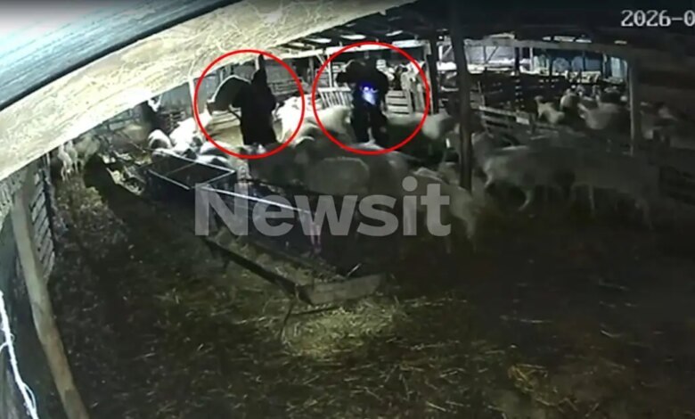 Θεσσαλονίκη:-«Μπούκαραν»-σε-κτηνοτροφική-μονάδα,-άρπαξαν-7-αρνιά-και-εξαφανίστηκαν-–-Βίντεο-ντοκουμέντα