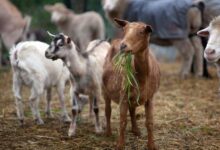 Ευλογιά-αιγοπροβάτων:-Τι-ισχύει-για-μετακινήσεις-έως-30-Ιουνίου