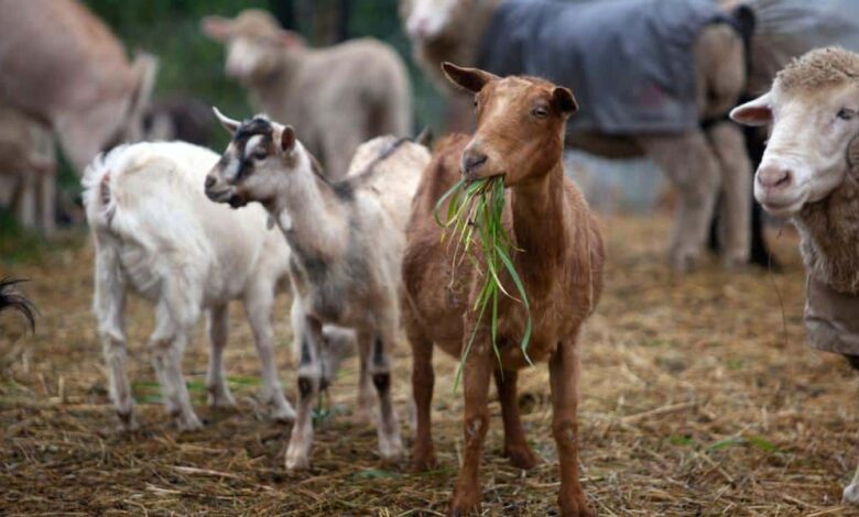 Ευλογιά-αιγοπροβάτων:-Τι-ισχύει-για-μετακινήσεις-έως-30-Ιουνίου