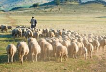Σε-οικονομικό-αδιέξοδο-η-κτηνοτροφία-–-bραχνάς-η-απαγόρευση-βόσκησης-μέχρι-τον-Ιούνιο