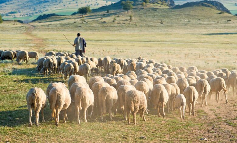 Σε-οικονομικό-αδιέξοδο-η-κτηνοτροφία-–-bραχνάς-η-απαγόρευση-βόσκησης-μέχρι-τον-Ιούνιο