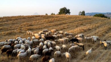 Ευλογιά-αιγοπροβάτων:-Ξεπερνούν-τα-481000-τα-θανατωθέντα-ζώα-–-2113-κρούσματα-σε-2.620-εκτροφές