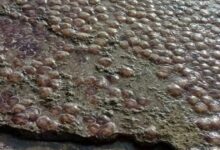 Εύβοια:-Με-μέδουσες-γέμισε-παραλία