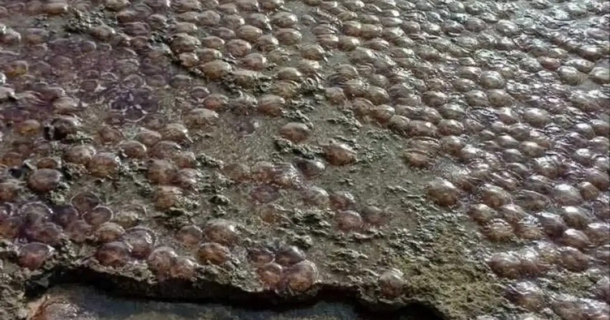 Εύβοια:-Με-μέδουσες-γέμισε-παραλία