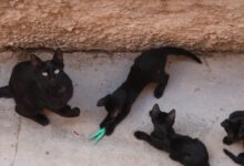 Αδιανόητη-κτηνωδία-στην-Εύβοια:-Σκότωσαν-20-γάτες-και-άλλες-10-έχουν-εξαφανιστεί