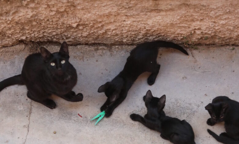 Αδιανόητη-κτηνωδία-στην-Εύβοια:-Σκότωσαν-20-γάτες-και-άλλες-10-έχουν-εξαφανιστεί