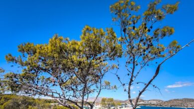 Καιρός-αύριο:-Ανοιξιάτικο-σκηνικό-με-τη-θερμοκρασία-στους-19-βαθμούς