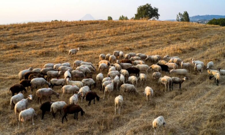 Πρόεδρος-Θεσσαλών-κτηνοτρόφων:-Αρνητικό-ισοζύγιο-στο-αρνί-για-πρώτη-φορά