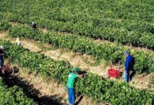 ΑΑΔΕ:-Όλο-το-χρονοδιάγραμμα-για-τις-πληρωμές-ενισχύσεων-σε-αγρότες-και-κτηνοτρόφους-έως-το-τέλος-Ιουνίου