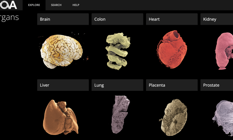 Εντυπωσιακός-τρισδιάστατος-Άτλας-Ανθρωπίνων-Οργάνων