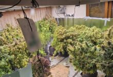 Θεσσαλονίκη:-Είχαν-μετατρέψει-μονοκατοικία-σε-εργαστήριο-υδροπονικής-κάνναβης-–-Δύο-συλλήψεις