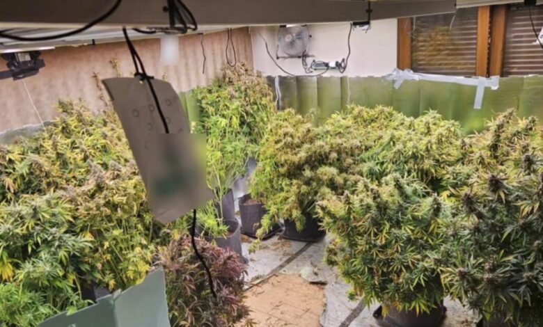 Θεσσαλονίκη:-Είχαν-μετατρέψει-μονοκατοικία-σε-εργαστήριο-υδροπονικής-κάνναβης-–-Δύο-συλλήψεις