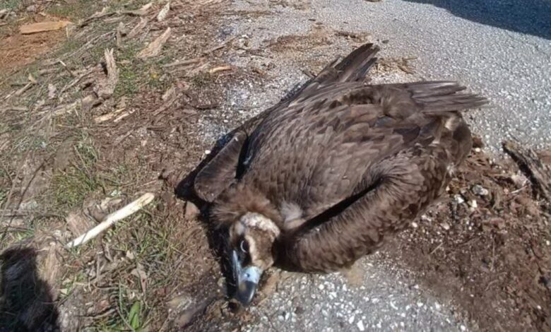 Νεκροί-μαυρογύπες-και-λύκος-στο-Δάσος-της-Δαδιάς-από-πιθανή-δηλητηρίαση