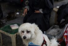 Πτήση-επαναπατρισμού-Αθήνα-Ντουμπάι-από-το-ΥΠΕΞ-για-κατοικίδια-και-τους-ιδιοκτήτες-τους