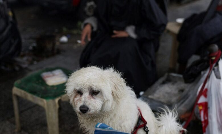 Πτήση-επαναπατρισμού-Αθήνα-Ντουμπάι-από-το-ΥΠΕΞ-για-κατοικίδια-και-τους-ιδιοκτήτες-τους