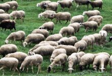 Κρίσιμο-δίμηνο-έως-το-Πάσχα-με-μηδενική-χαλάρωση-στα-μέτρα-για-την-ευλογιά-–-Η-εικόνα-στη-Θεσσαλία