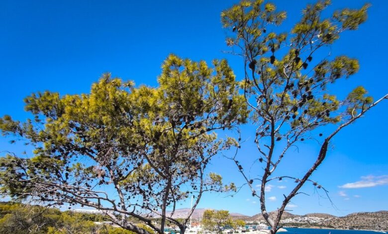 Καιρός-αύριο:-Τοπικές-βροχές-και-ισχυρά-μποφόρ-στο-Αιγαίο