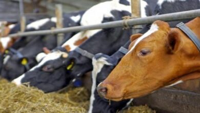 Αφθώδης-πυρετός:-Κρούσμα-στη-Λέσβο-–-Σε-εφαρμογή-αυστηρά-μέτρα