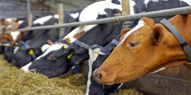 Αφθώδης-πυρετός:-Κρούσμα-στη-Λέσβο-–-Σε-εφαρμογή-αυστηρά-μέτρα