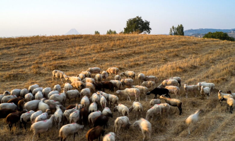 Αφθώδης-πυρετός:-Δέκα-ερωταπαντήσεις-για-το-νόσημα-«θερίζει»-αιγοπρόβατα,-γουρούνια-και-βοοειδή