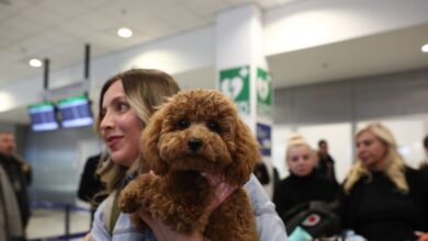 Επαναπατρίστηκαν-άλλοι-101-Έλληνες-με-τα-47-κατοικίδια-τους,-με-ειδική-πτήση-από-τη-Μέση-Ανατολή