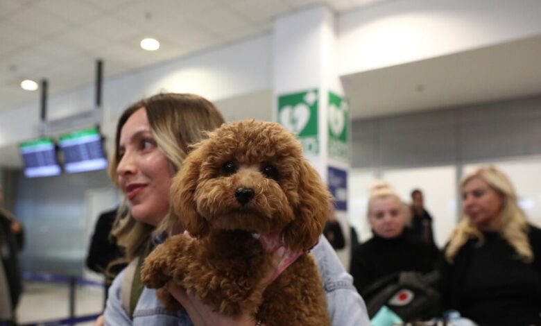 Επαναπατρίστηκαν-άλλοι-101-Έλληνες-με-τα-47-κατοικίδια-τους,-με-ειδική-πτήση-από-τη-Μέση-Ανατολή