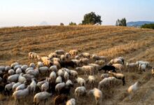 Λέσβος:-Σε-ισχύ-έως-τις-15-Μαΐου-τα-μέτρα-για-τον-αφθώδη-πυρετό-μετά-από-κρούσμα-σε-ζώο