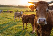 Αφθώδης-πυρετός:-Μπλόκο-σε-γάλα-και-κρέας-στη-Λέσβο